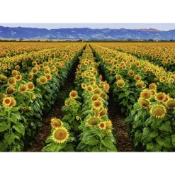 Ravensburger Fields of Gold 1000 Pc